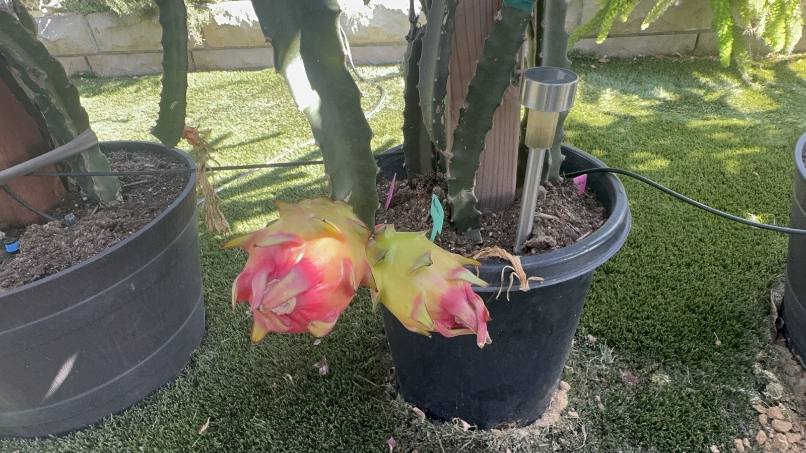Rainbow Dragon Fruit Cuttings 8-12 Inches Check Description ￼