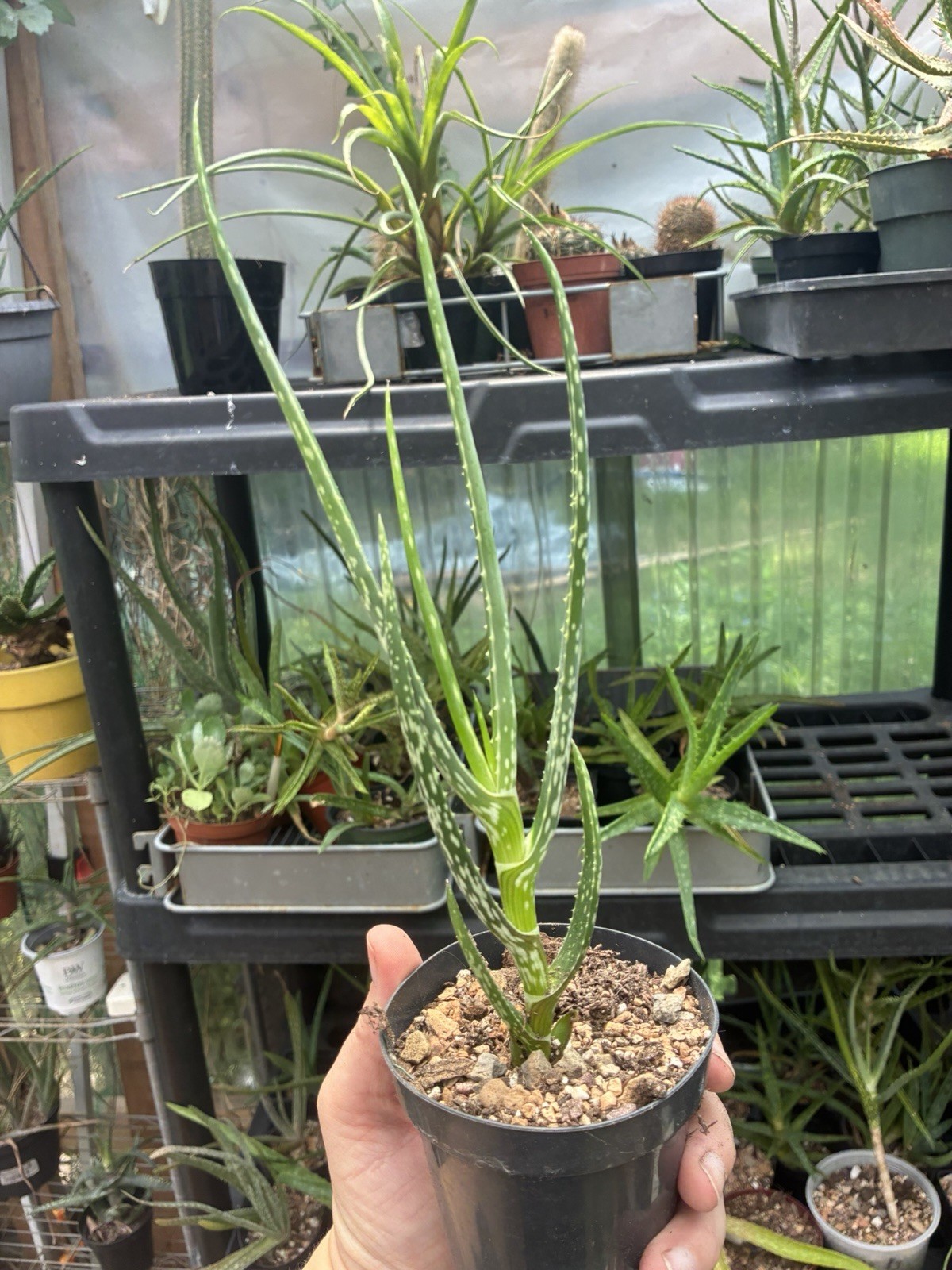 Aloe rivierei 3” Pot Live Succulents