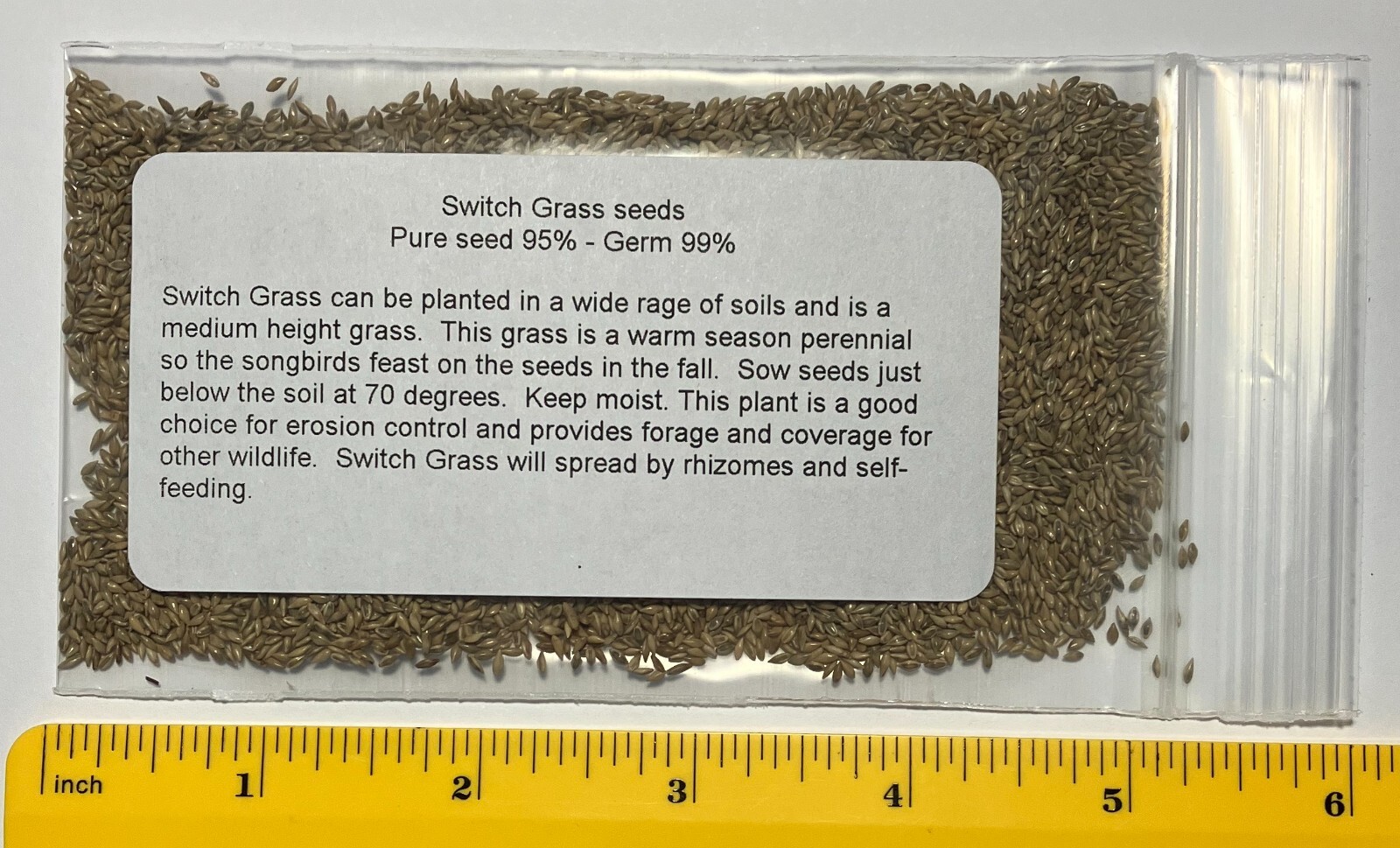 7500 + SWITCHGRASS Seeds Native Tall Grass Prairie Ornamental Perennial