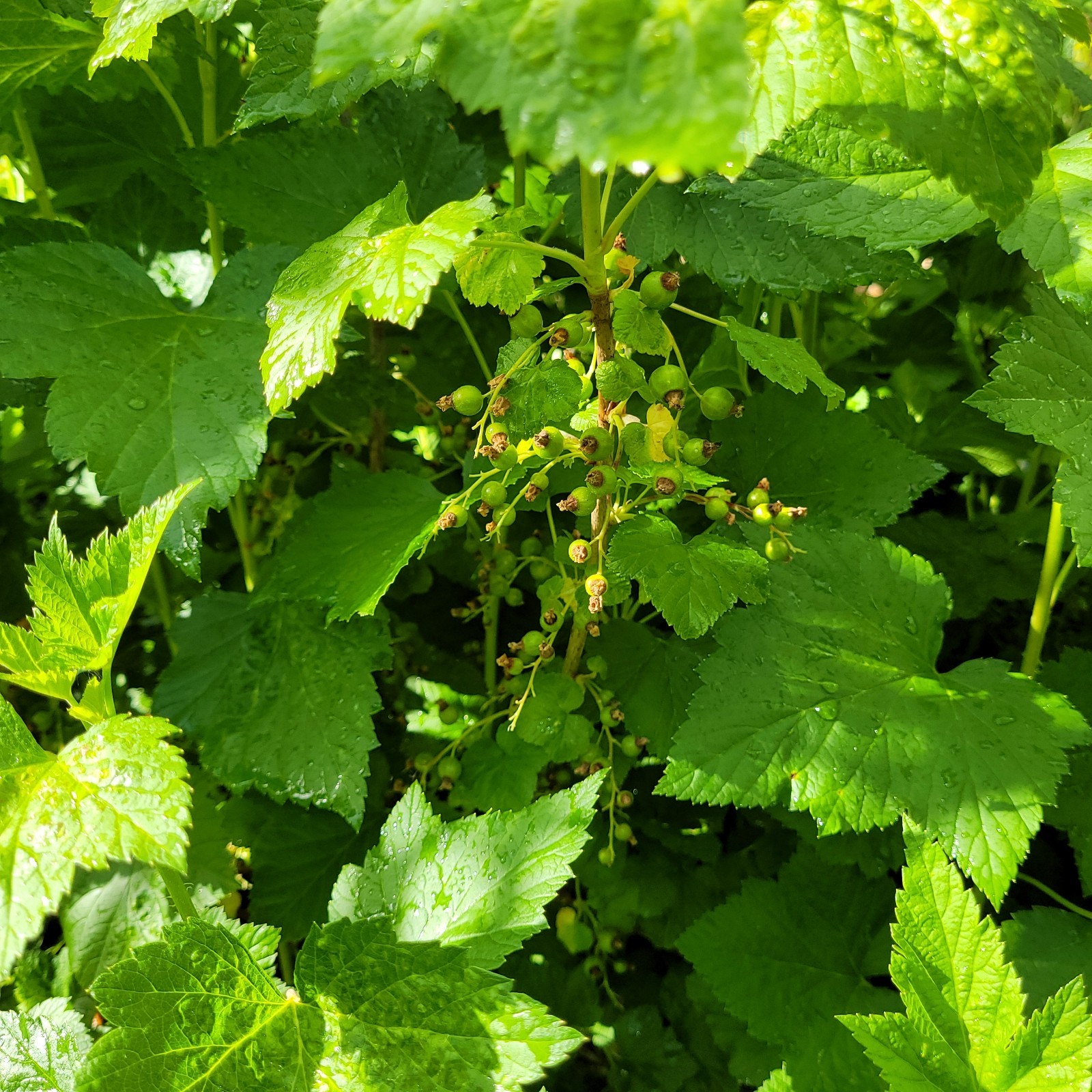 6 Black Currant Ribes Nigrum Fresh Helathy Cuttings Unrooted Zones 3-8 Hardy