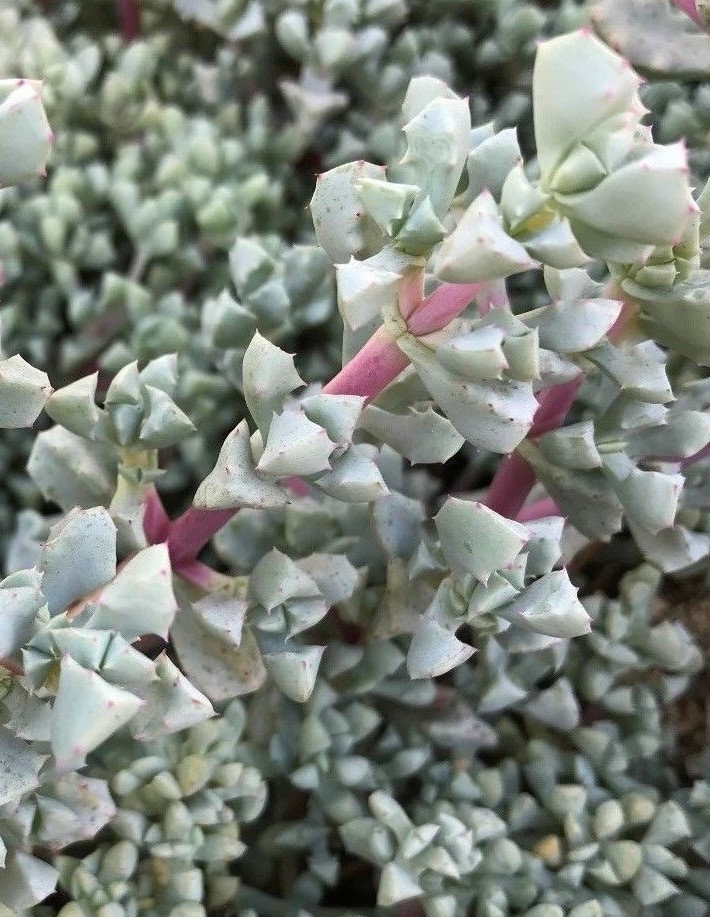 Oscularia deltoides Deltoid-leaved Dew Plant, 3 Cuttings (4 – 6″: in length ea.)