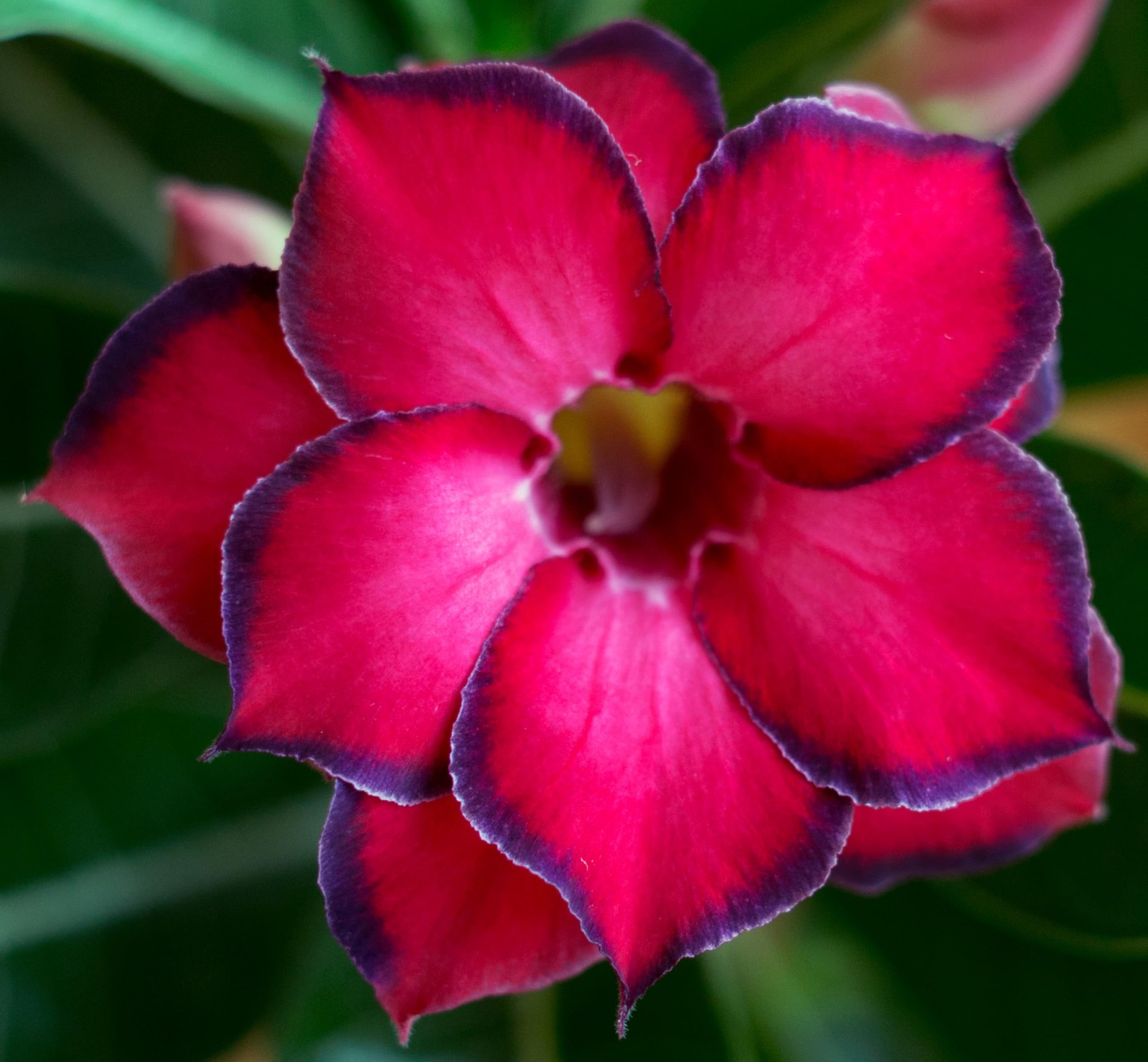 100 Desert Rose Seeds for Planting Mixed Color Ready Adenium Seeds, Natural