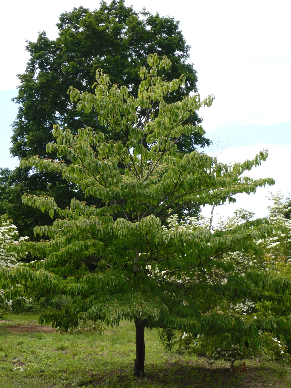 Giant Dogwood, Cornus controversa, Tree Seeds (Fast, Fall Color, Hardy, Showy)