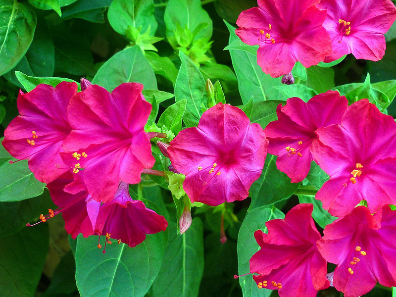Four o’clock mirabilis jalapa maravilla flowering BUTTERFLIES GARDEN 50 seeds