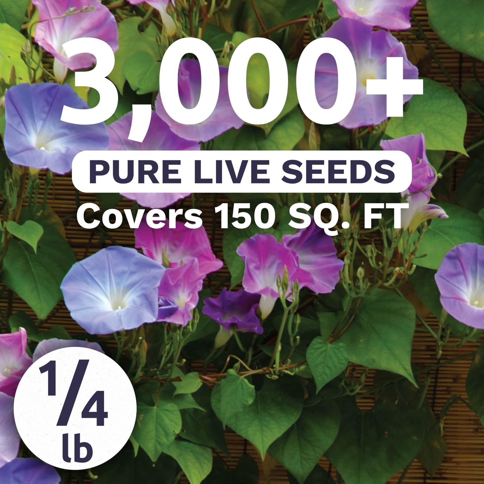 Morning Glory Tall Mix Bulk 1/4 Pound Pouch 3,000 Flower Seeds for Planting…