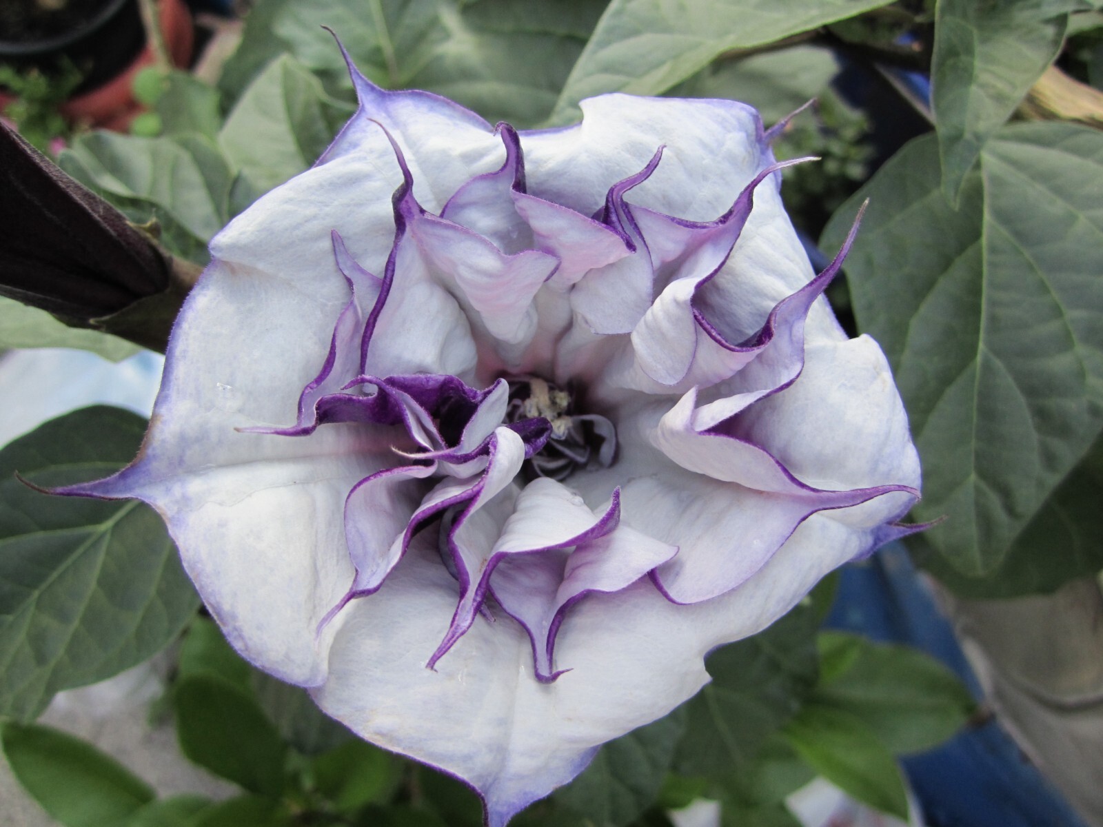 Double Purple Angel Trumpet Datura/ Brugmansia Cousin Fragrant – seeds 15