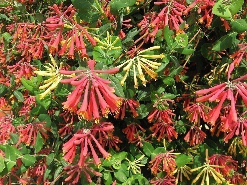 Honeysuckle Coral | 2 Inch | Lonicera sempervirens | Low Maintenance | Hardy