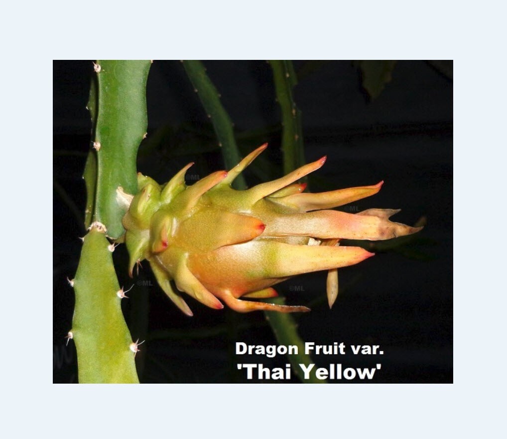 Yellow Thai Dragon Fruit Flesh Cutting 7 – 10 inch (2) pieces