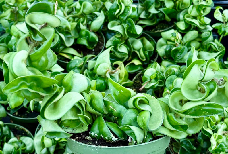 Hoya Hindu Rope Live Plant in 4″ pot Hoya Carnosa Compacta Curly Hoya Plant