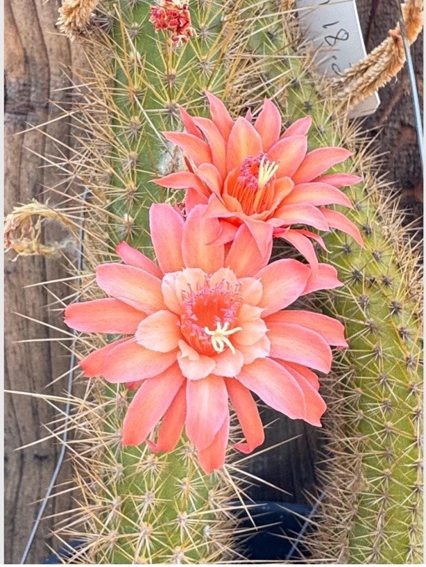 Pan 18.22.02 Hildewintera 12” Tall Rooted Cactus Plants