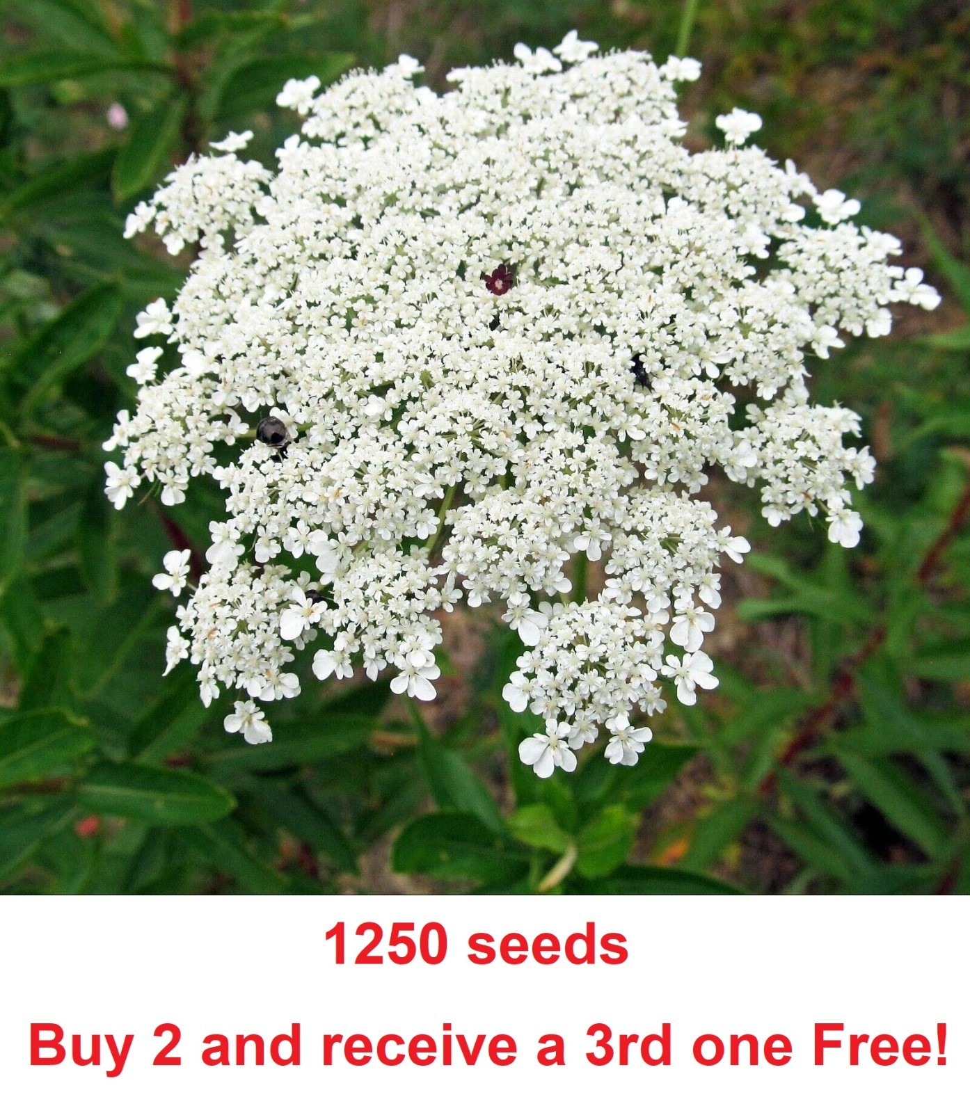 1250 Bishop’s Flower Seeds aka “False Queen Anne’s Lace” (appox. 1250 seeds)
