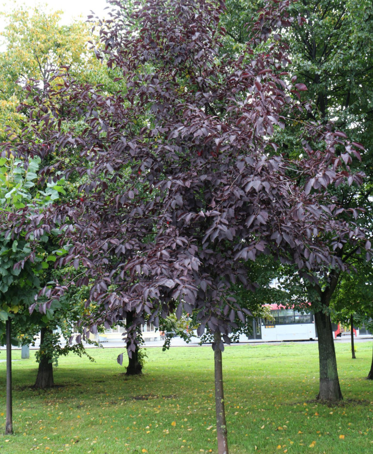 Canada Red Chokecherry Tree, 2–12″ Tall, 2.5″ Pot, No Ship AK, HI, or PR