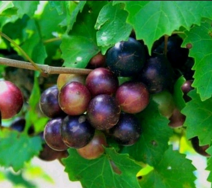 5 MALE + 5 FEMALE CUTTINGS SOUTHERN NATIVE MUSCADINE GRAPE PLANT VINE WILD FRUIT