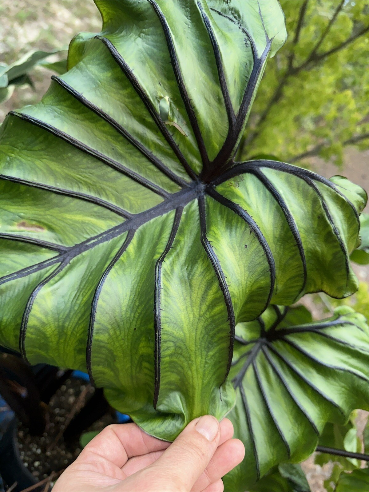 Colocasia Pharaoh’s Mask Plant In 4” Pot