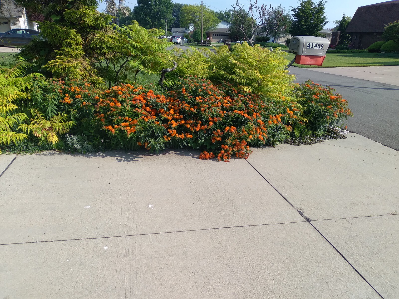 SEEDS Butterfly Weed (Asclepias tuberosa), 25 seeds