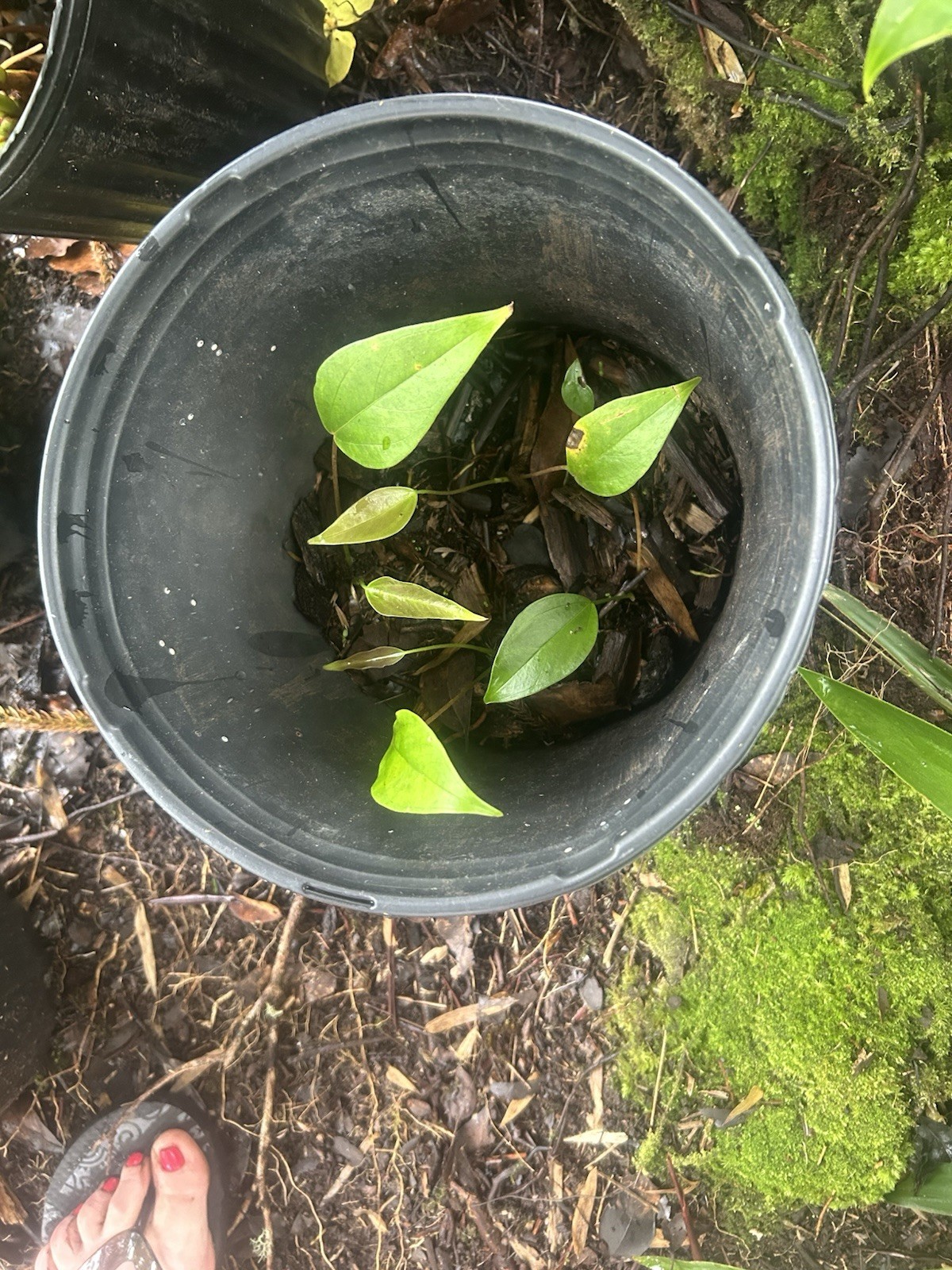 Anthurium Tropical Potted Seedling Pink Tulip Hawaiian Hybrid