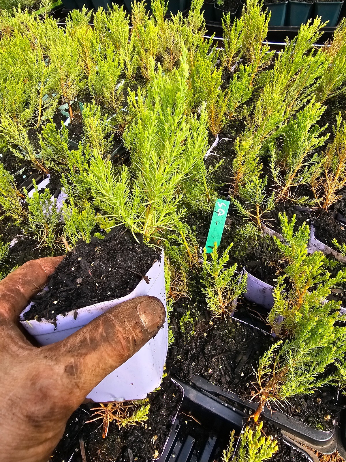 2-pack small GIANT SEQUOIA TREE PLANT bush IN 3″ pot