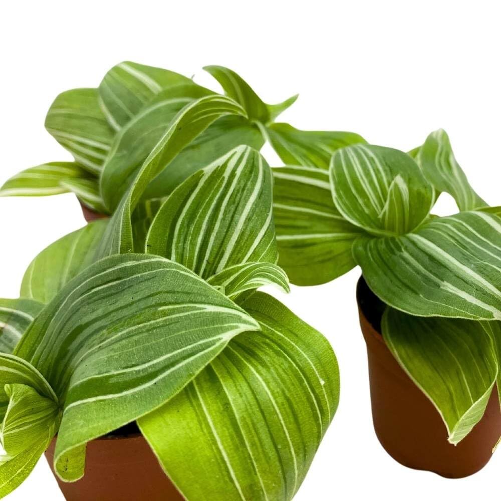 Green and White Wandering Dude 2 inch Set of 3 Tradescantia albiflora albo-vitta