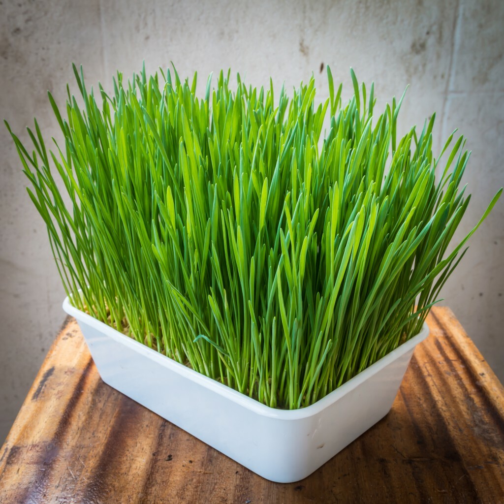 12 oz Wheatgrass