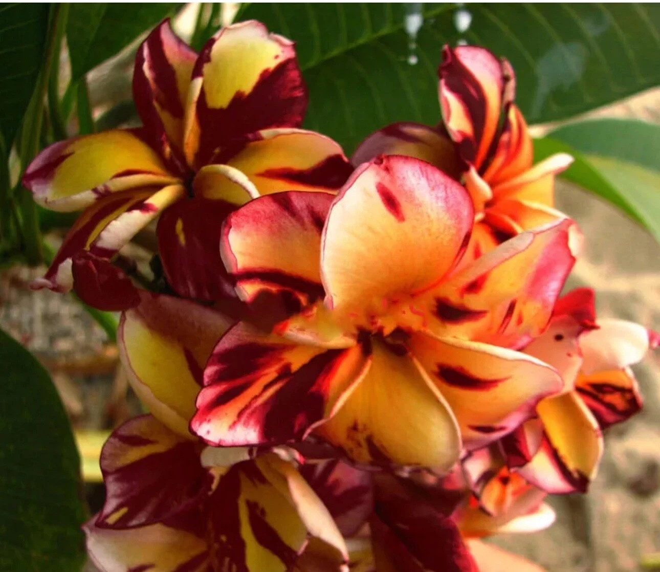 Pawsang-Plumeria Rubra Frangipani-SMALL Rooted Seedling Plant-4-6 inches tall