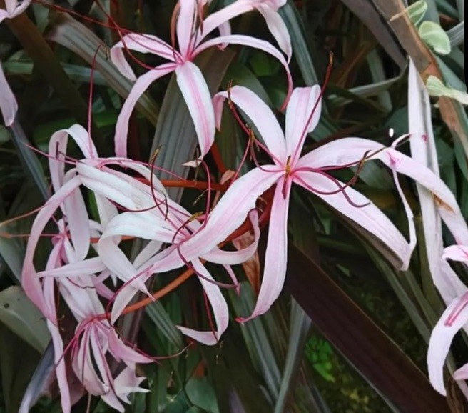 Red Bog Lily Marginal Pond Plant & A Free Bog Plant