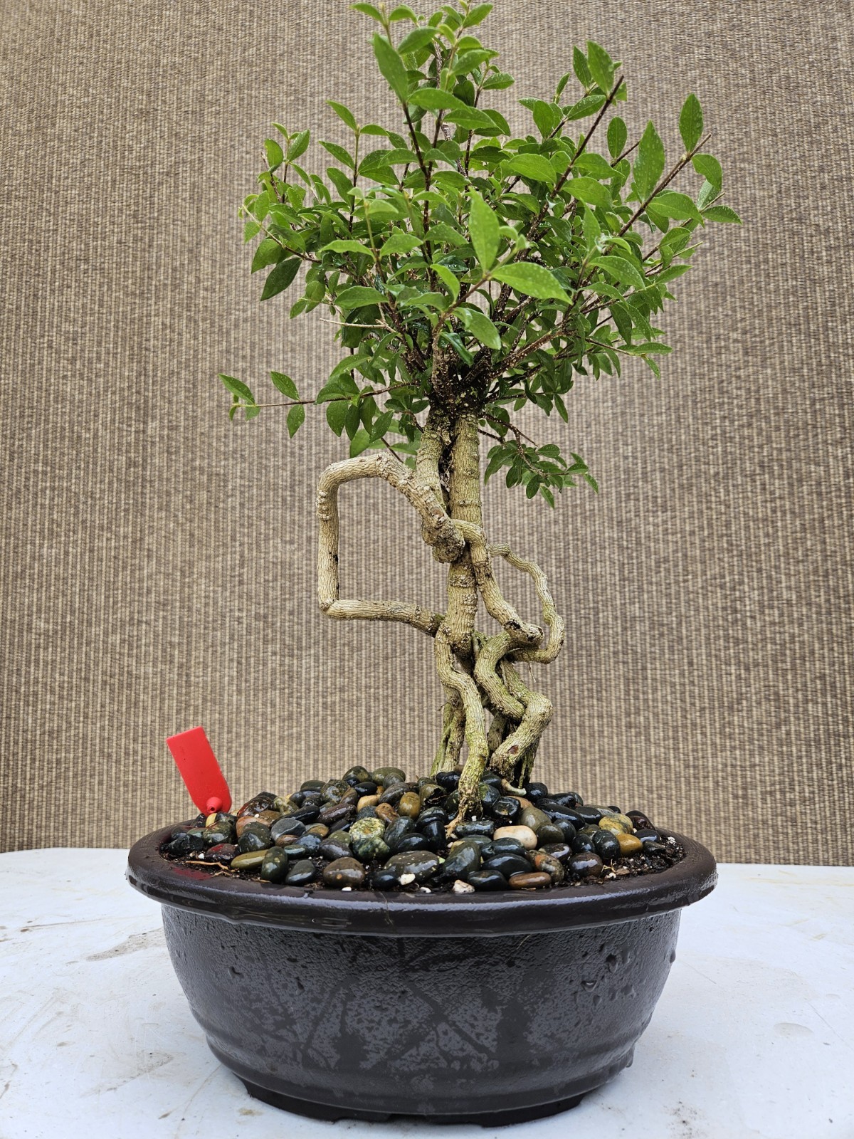 Old Barbados Cherry ( Malpighia Glabra-Hồng ngọc mai ) Bonsai Tree,,,sale