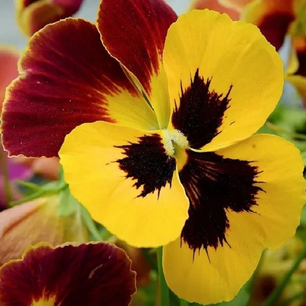 Pansy Swiss Giants Mixed Colors Seeds Organic, Non-GMO Viola Wittrockiana Roggli