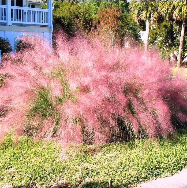 Muhly Grass Pink Live Starter Plant Pink Muhly Grass Plant 4-6″Tall Ship No Pot