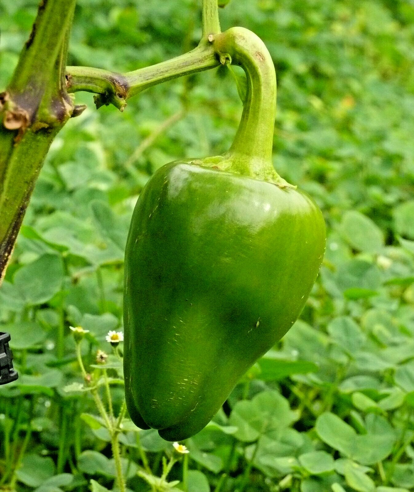 100+PIMENTO Sweet PEPPER Seeds Organic Summer Vegetable Garden Container Easy
