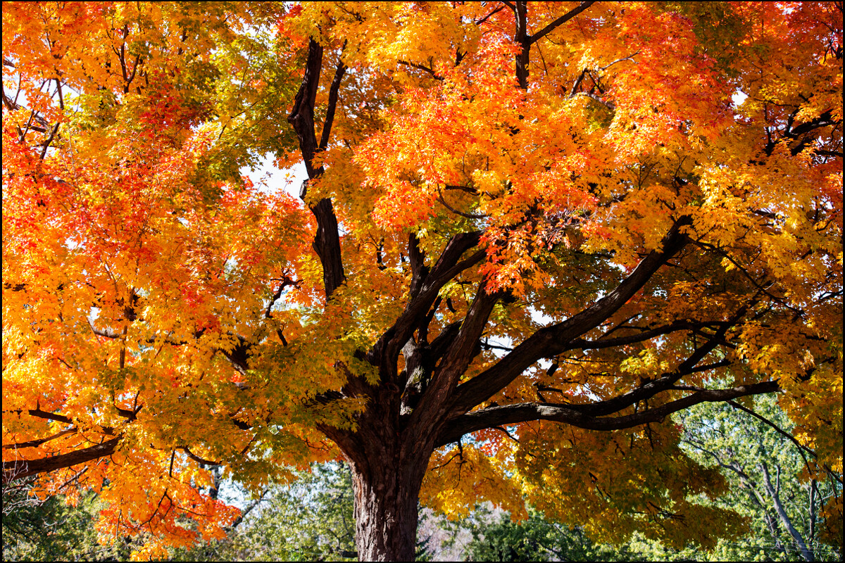 Sugar Maple Tree – 24-36″ Tall Seedling, 2-3 Ft Tall Live Plant – Acer saccharum