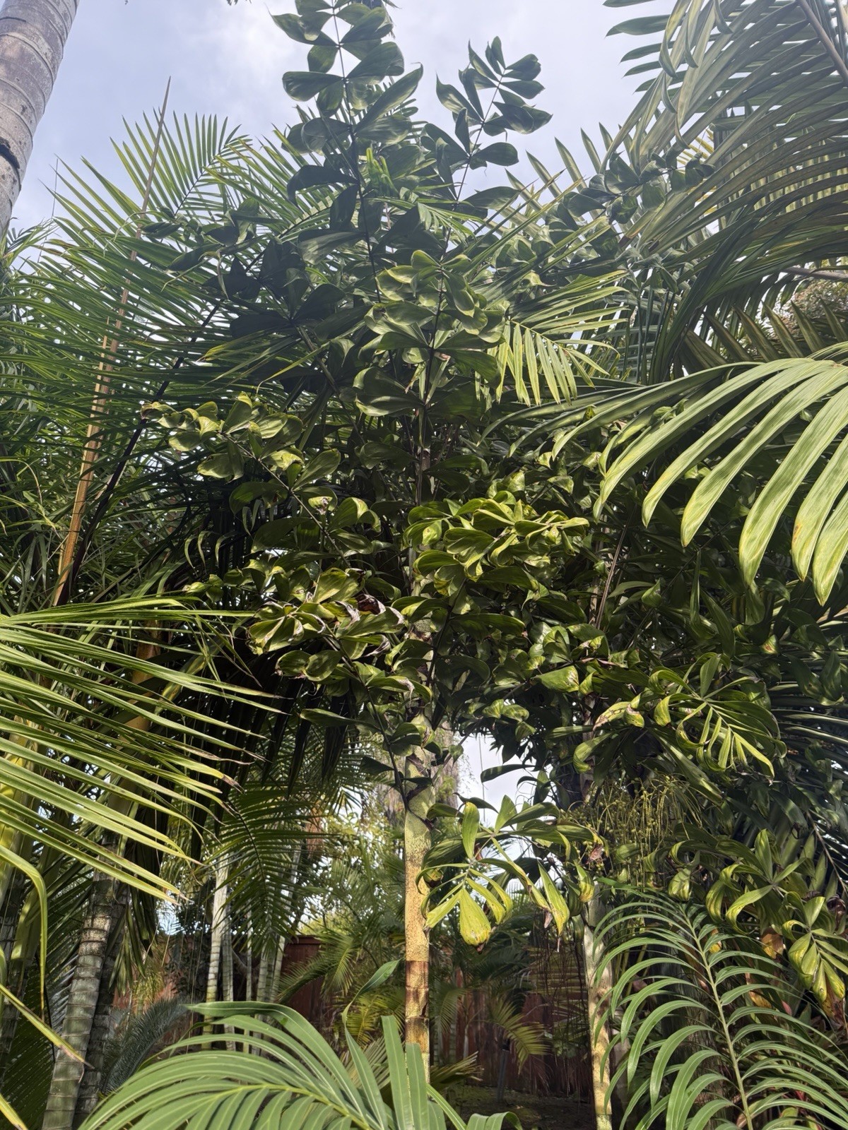 Dypsis nodifera SEED – 50 Count