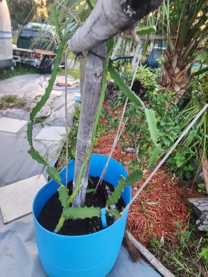 Super rare Purple Megalanthus aka Pink Nerds dragonfruit (1) 12 INCH cutting