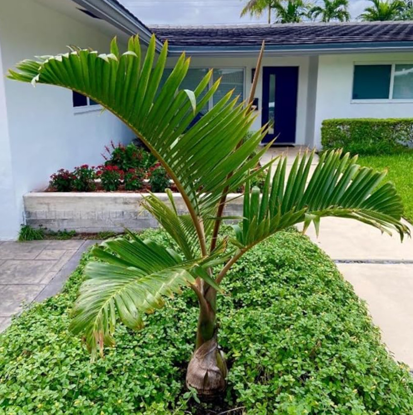 Live Bottle Palm (Single) Plant – 3 Gal – Tropical Ornamental Palm