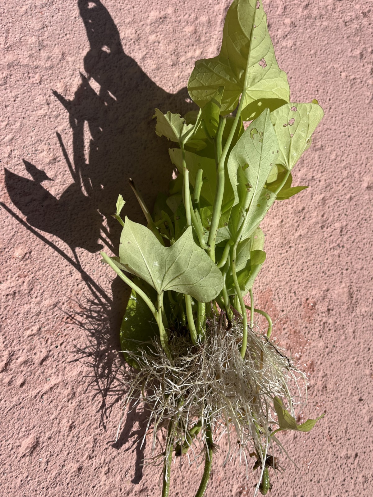 4 Live Rooted Blackie And Chartreuse Sweet Potato Vine ,No Pot Fresh Free Ship