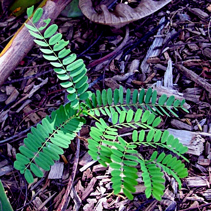 Jacaranda Fern Tree Seeds (Mimosifolia acutifolia) Tropical Blue Flowers Plant