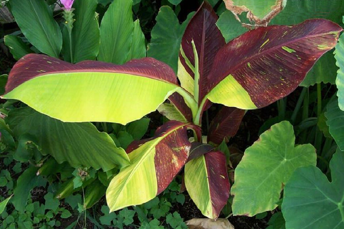 ~SIAM RUBY~Variegated Ornamental Banana SMALL ROOTED STARTER PLANT~VERY RARE~HTF