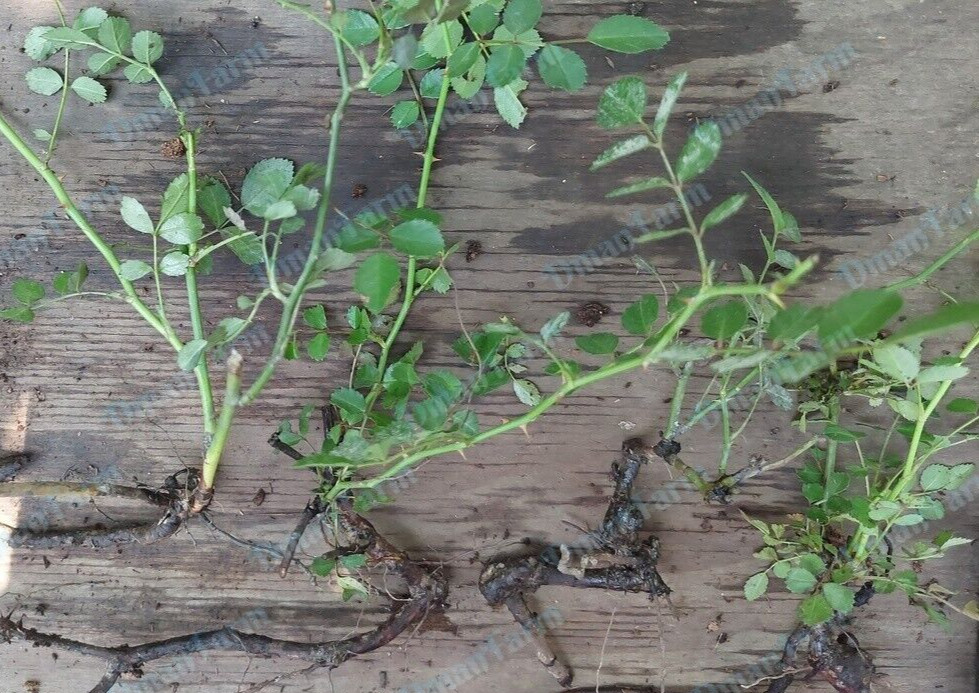 2 (TWO) HEIRLOOM 7 SEVEN SISTERS PINK ROSE BUSH RAMBLER MULTIFLORA LIVE PLANT
