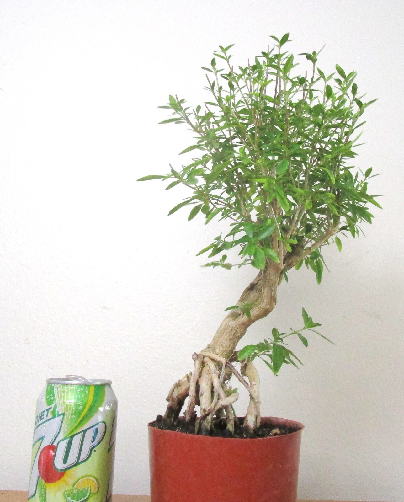 Flowering Serissa for mame shohin bonsai tree exposed roots thick trunk