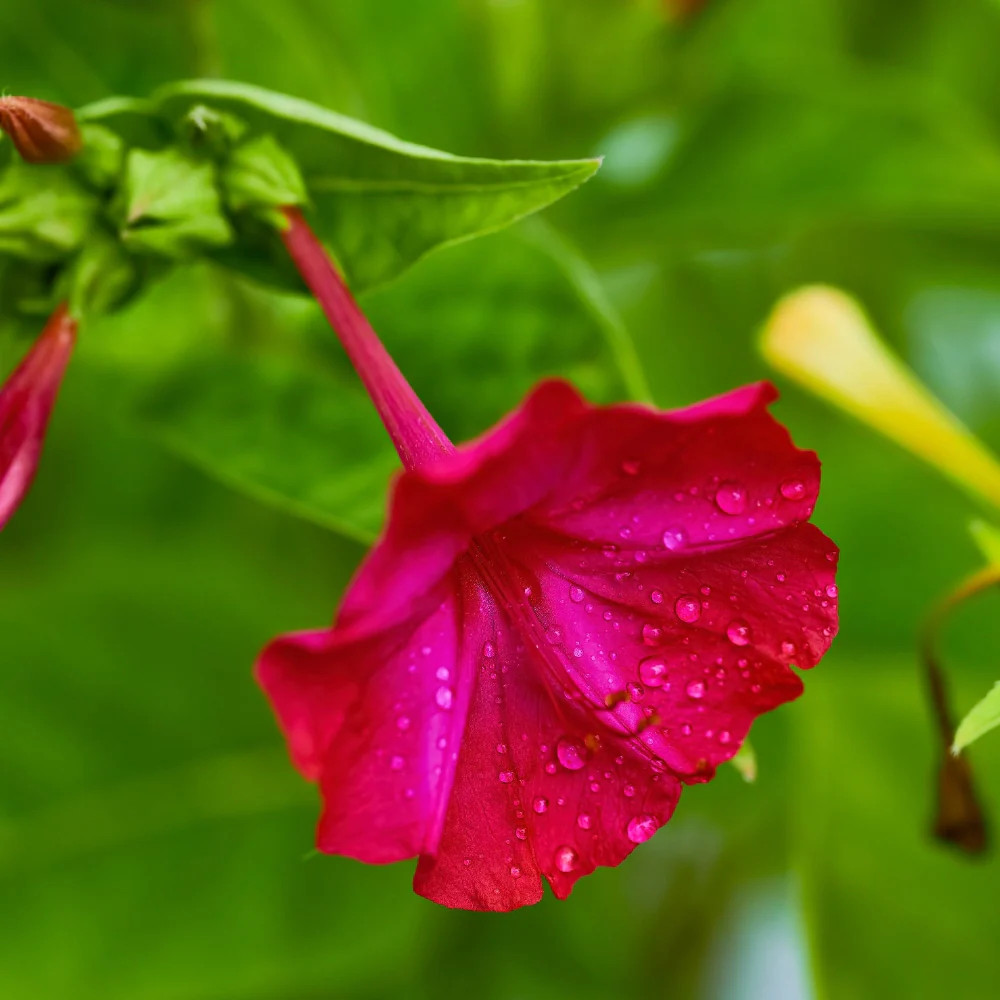 Red Four O’ Clock Seeds For Planting (Mirabilis jalapa)