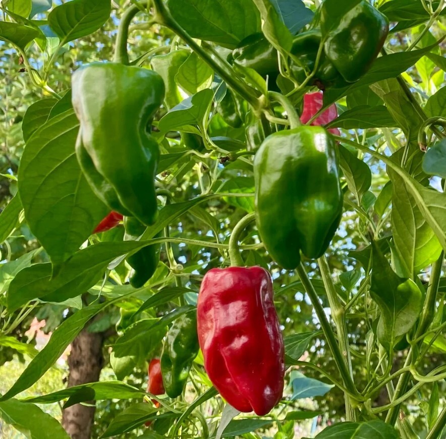 RARE✿ Spanish Heirloom Pimiento de Padron Hot Pepper 15 Seeds ●Vigorous Producer