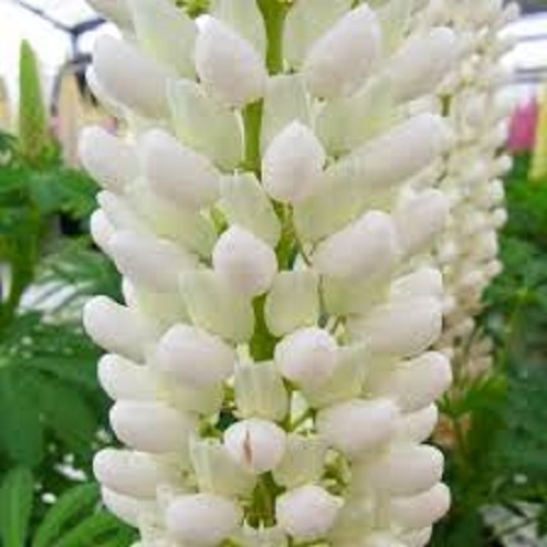 40+ White Lupine Flower Seeds / Reseeding Annual / Lupinus