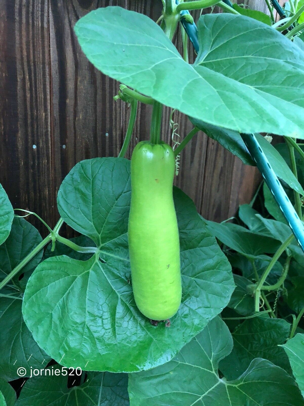 RARE✿ Back in Stock! Heirloom Edible Tambuli Gourd/Calabash/Lauki 10 Seeds