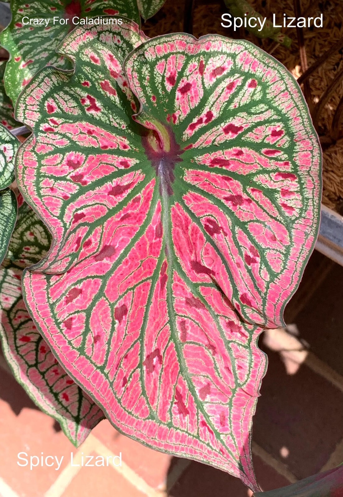 Caladium ‘Spicy Lizard’ Size #2 (2 BULBS)( (You get 2 bulbs)