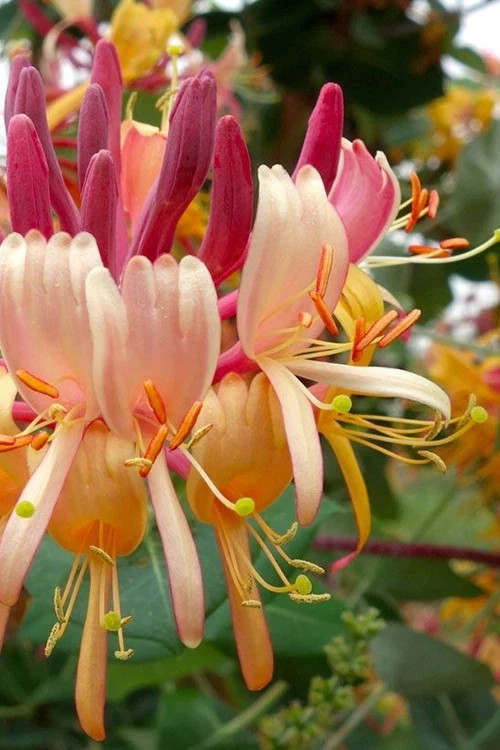 ~~PEACHES & CREAM~~Lonicera periclymenum Honeysuckle Vine~Rooted Starter Plant ~