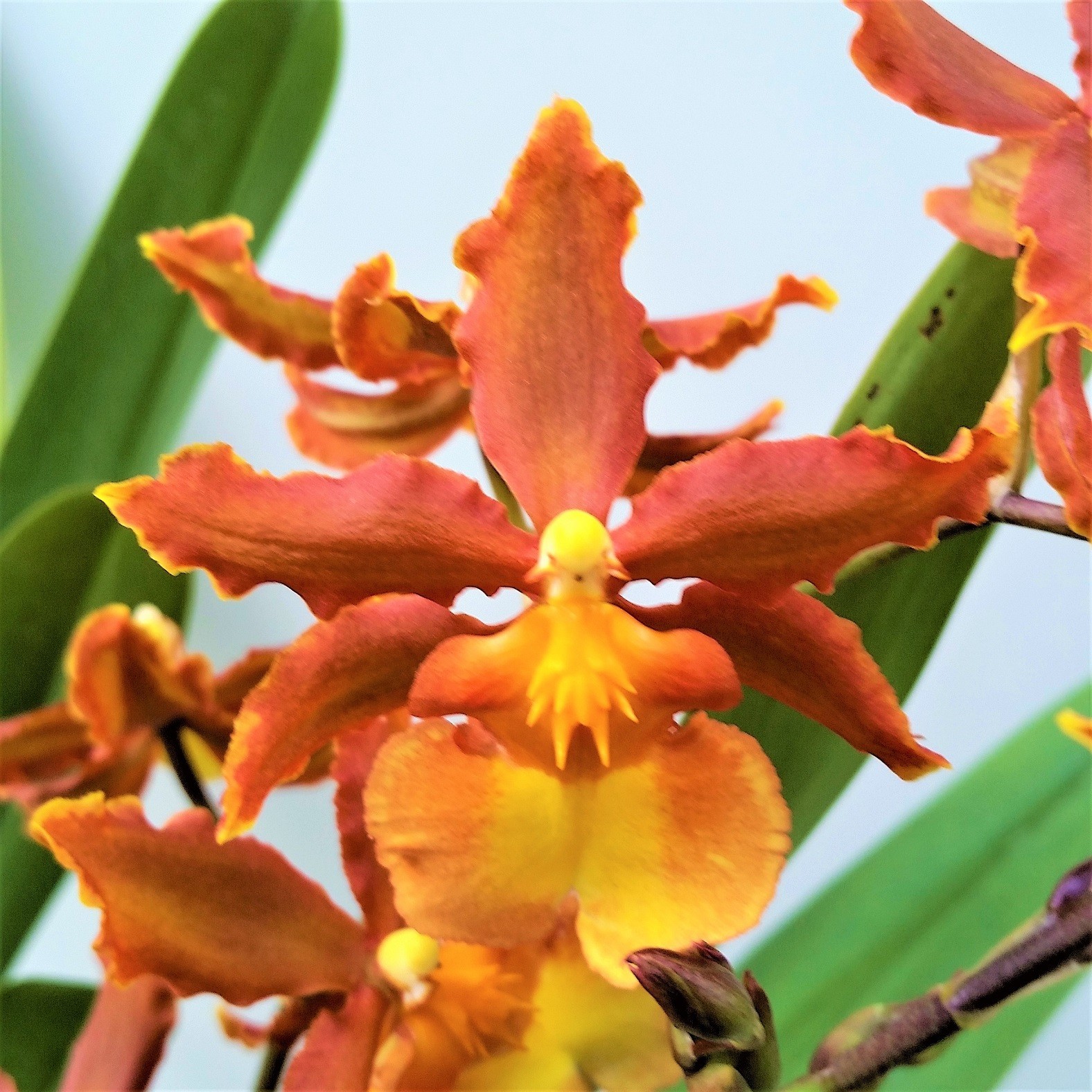 The Catatante ‘Sun King’ Orchid – Beautiful colorful blooms – Easy to grow !