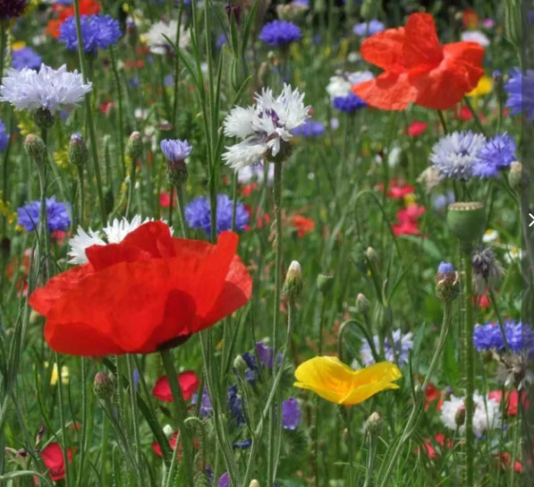 500 mg Wildflower Annual and Perennial Mix – NON-GMO – Free Shipping