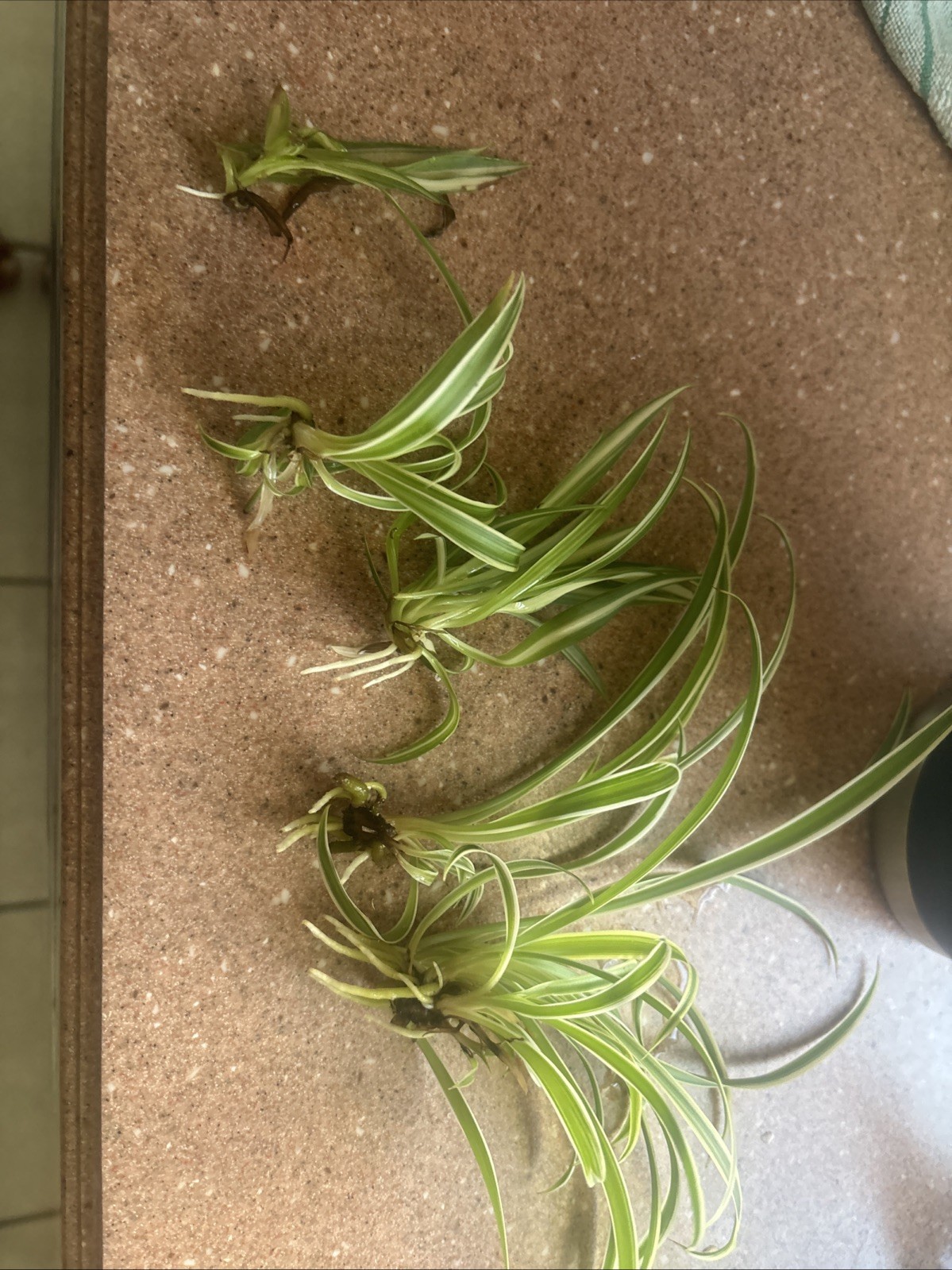 Spider Plant Rooted HOLIDAY SALE-EXTENDED!! BOGO!!!!