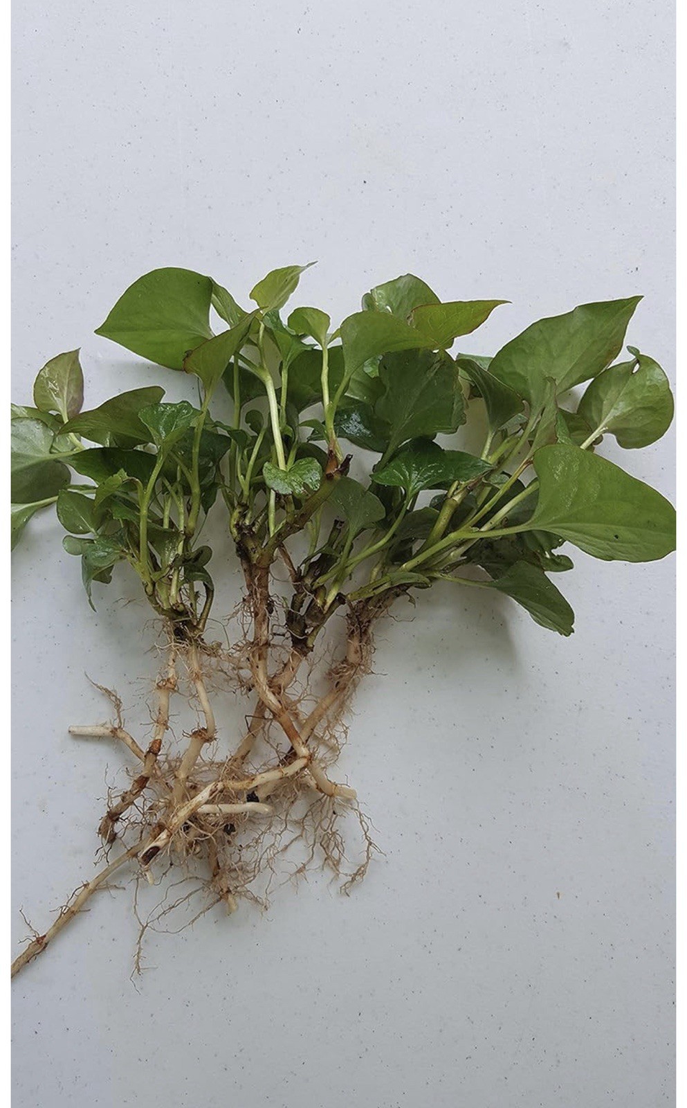 15 Rau Diếp Cá 4 – 8 Inch