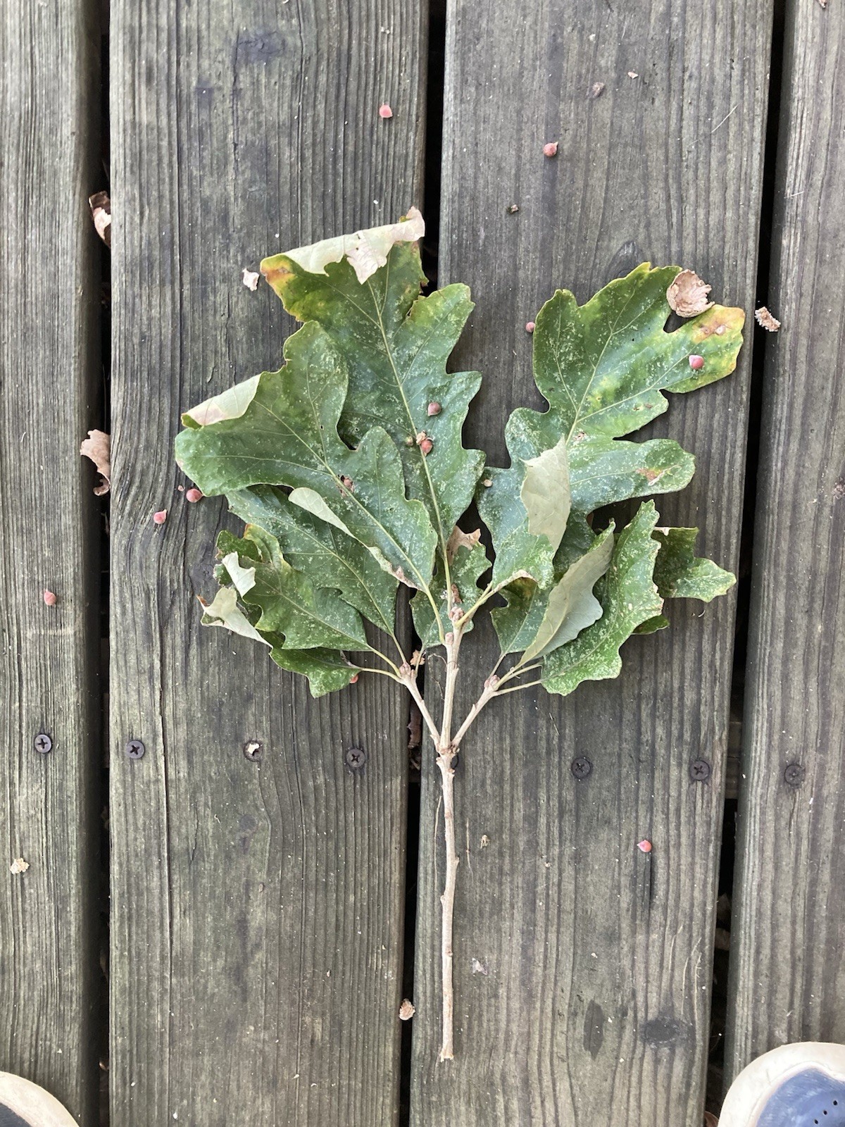 5 Lb Burr Oak Acorns Fresh 2025 Illinois Most Capped For Crafts, Wildlife, Seed