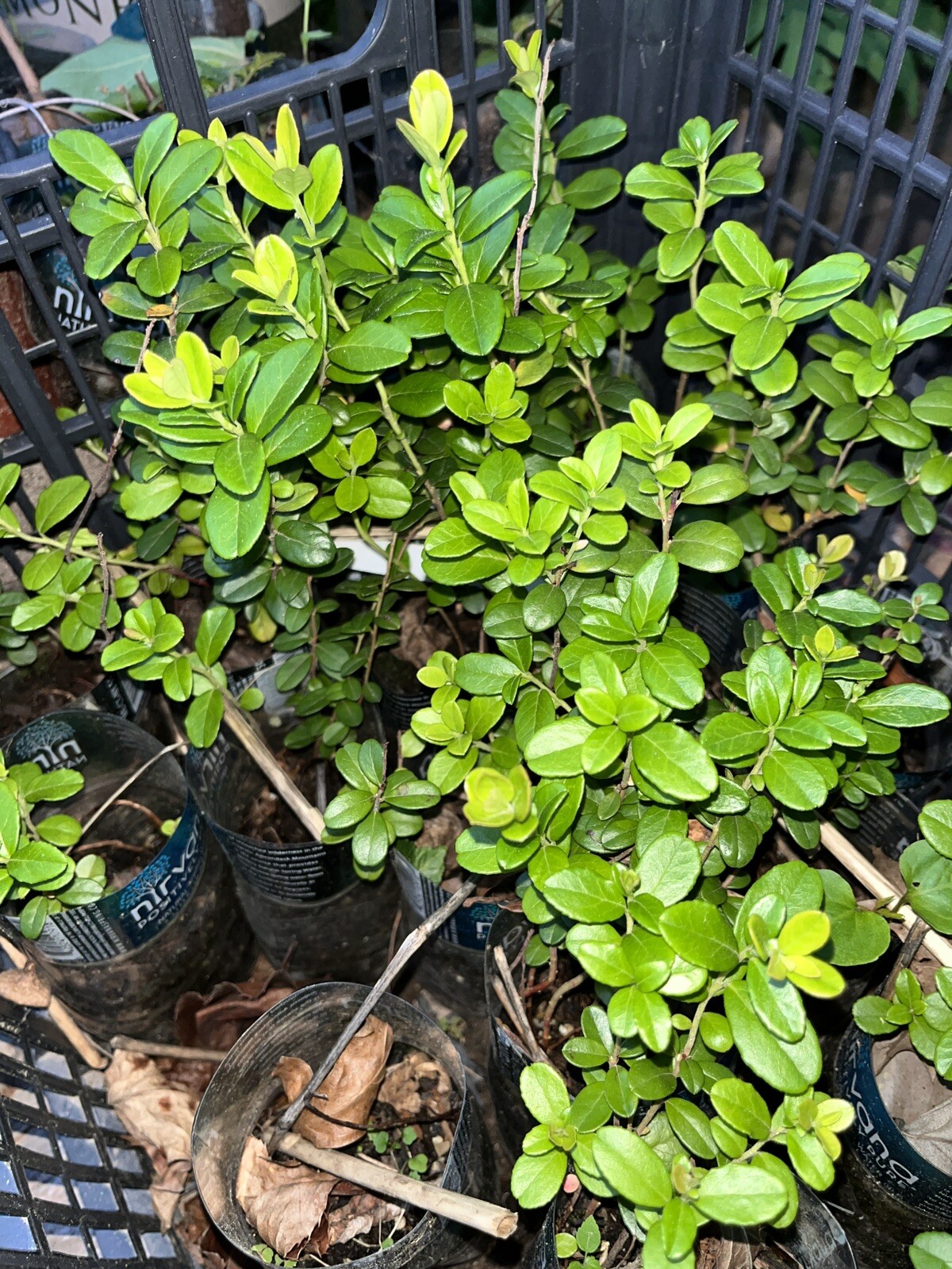 One Erntesegen lingonberry plant, well rooted plant 3-5 inches tall